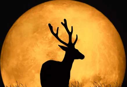 3 juillet : Lune du Cerf en Capricorne
